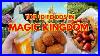 10_Best_Foods_In_Magic_Kingdom_Walt_Disney_World_01_msn