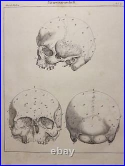 Antiquarium Lithography 1833 Skeleton Skull Anatomy Anthropology Bone