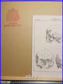 Antiquarium Lithography 1833 Skeleton Skull Anatomy Anthropology Bone