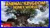 Live_Disney_S_Animal_Kingdom_Morning_Walt_Disney_World_05_22_2026_01_zam